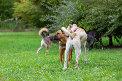 2023_HNH_KarlottaFreunde-172