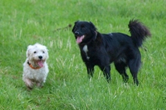 Monty und Pepe