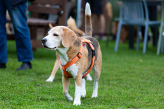 2023-Sommerfest-10