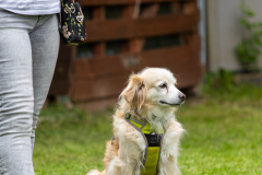 2023-Sommerfest-278