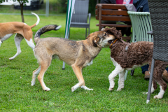 2023-Sommerfest-313